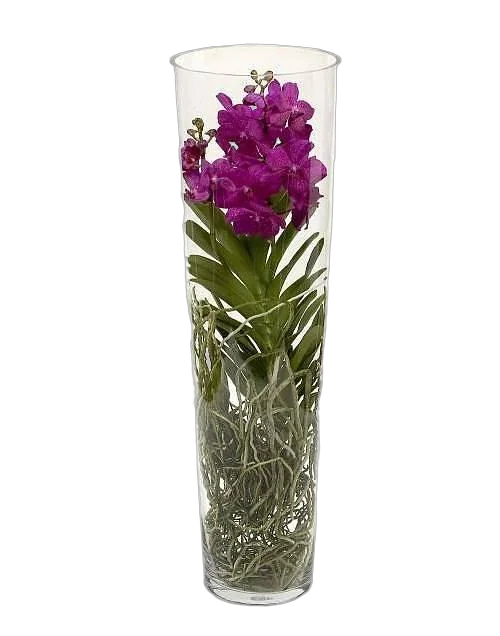 Ванда в вазе Лисан D19 H70