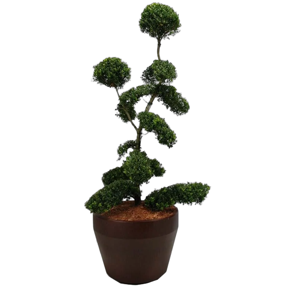Бонсай Падуб, Дуб каменный, илекс - Bonsai Quercus ilex D55 H200