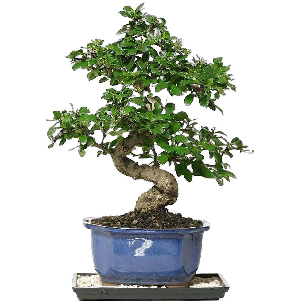 Бонсай Кармона D20 H30