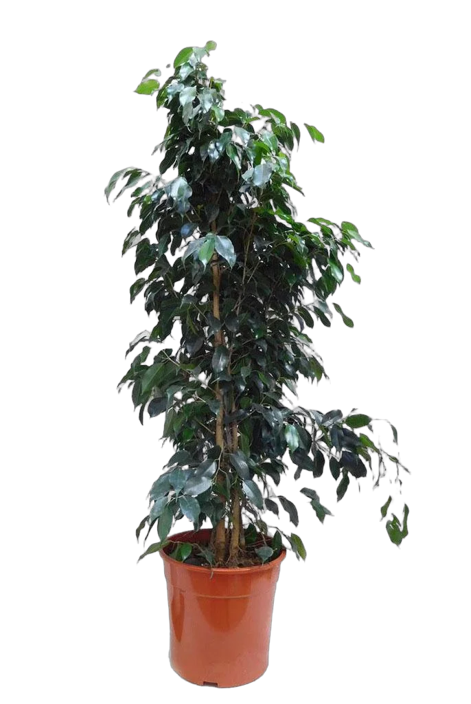 Фикус Бенджамина Даниэль - Ficus Benjamina Danielle D25 H110