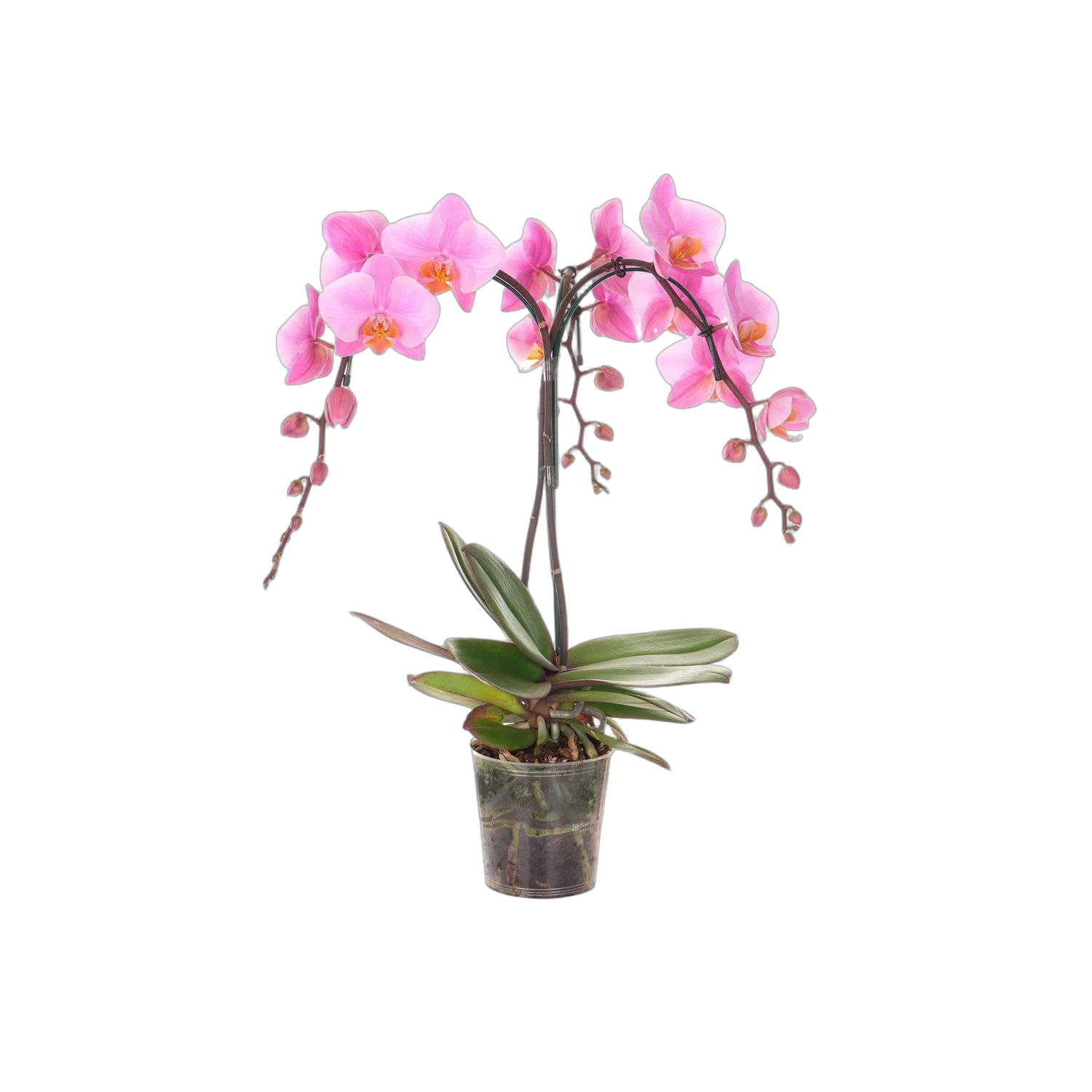 Каскадный фаленопсис - Phalaenopsis Cascade Beaumont Anthura D12 H40
