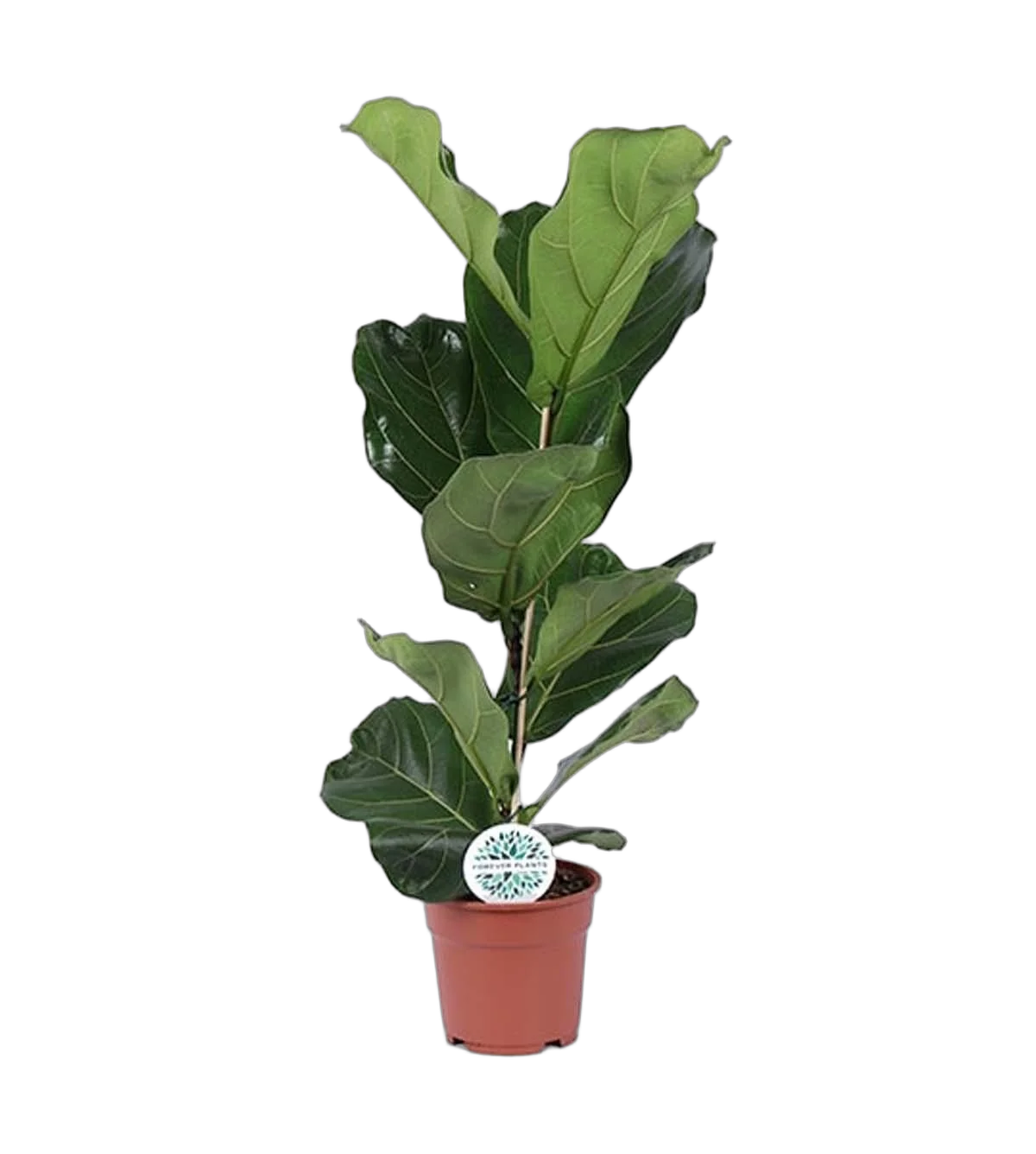 Фикус Лировидный (Лирата) - Ficus lyrata D17 H70