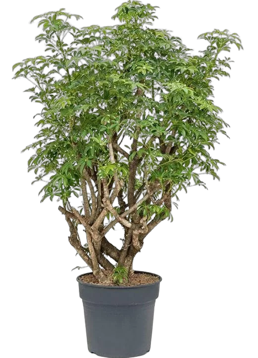 Шеффлера лучелистная Лузеана бранч - Schefflera actinophylla Luseana D30 H130