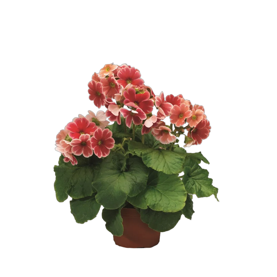 Примула обконика красная - Primula D10 H20