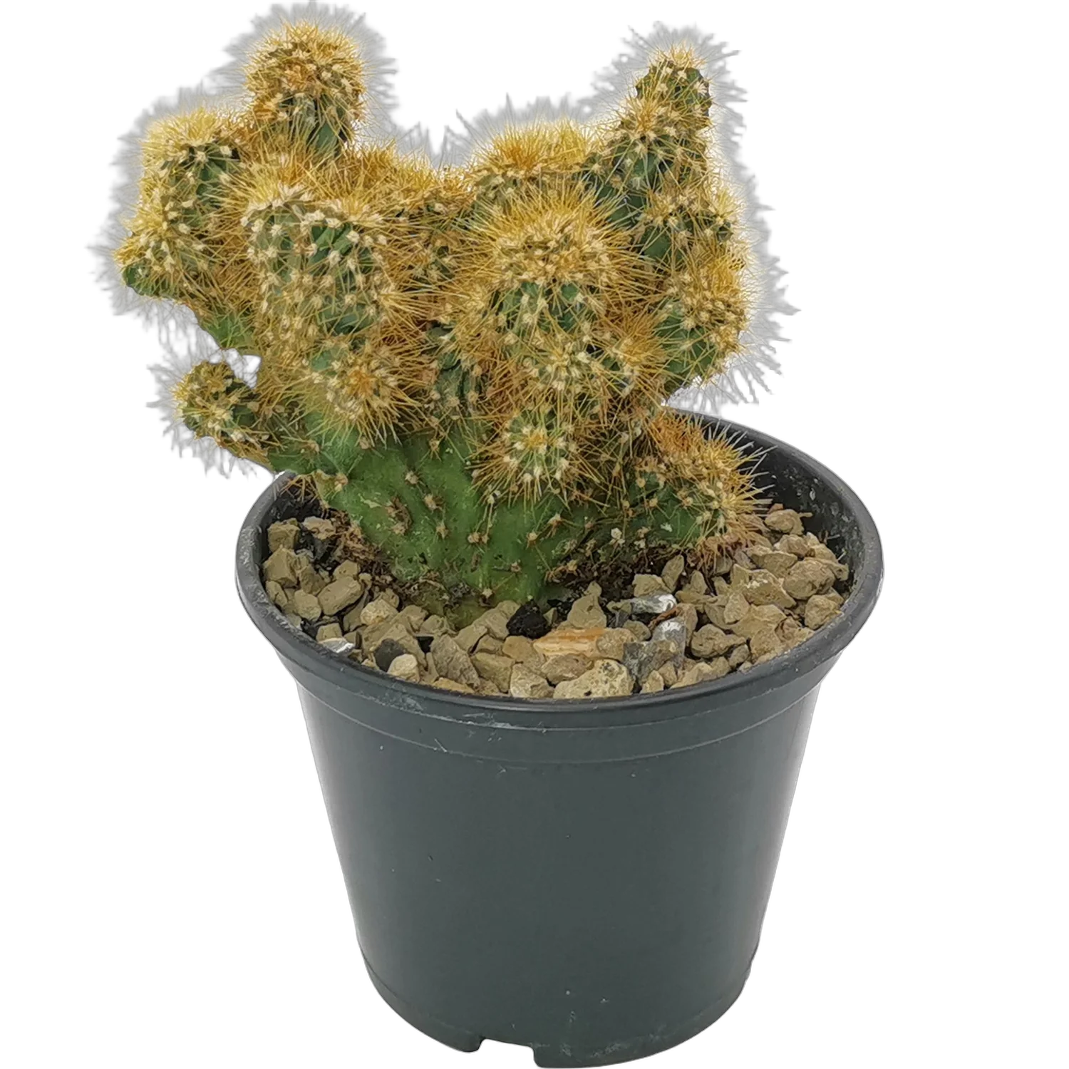 Цереус перуанский - Cereus peruvianus Monstrosus D9 H12