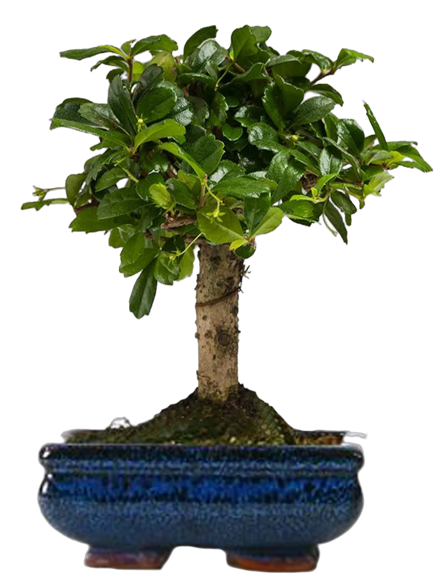 Кармона D 15 H20