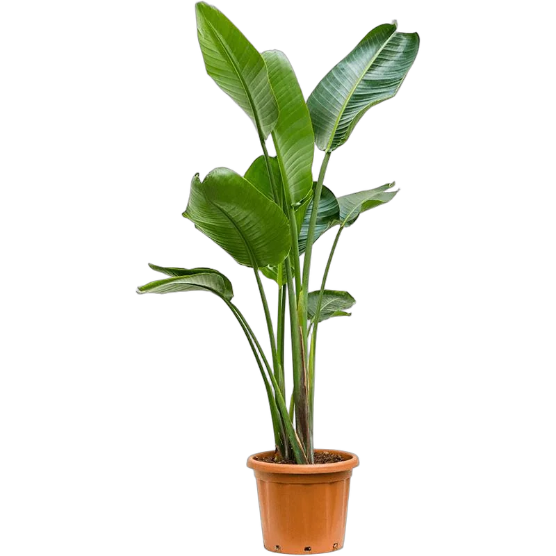 Стрелиция Николай - Strelitzia Nicolai D19 H120