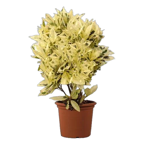 Кодиеум Тамара D21 H50