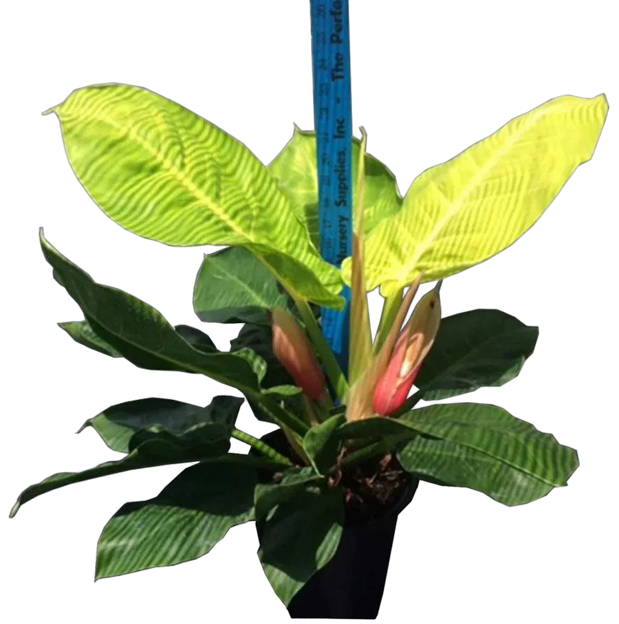 Филодендрон Мунлайт - Philodendron Moonlight D34 H80