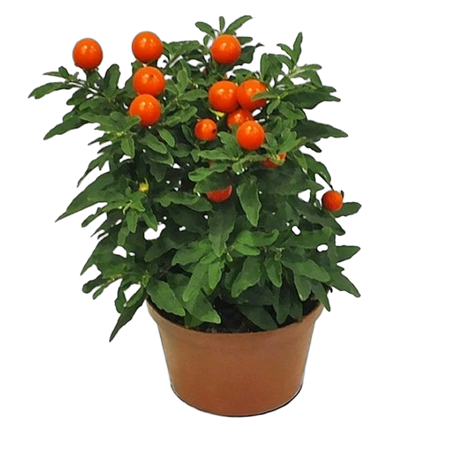 Соланум Паслен ложноперечный - Solanum D10 H25