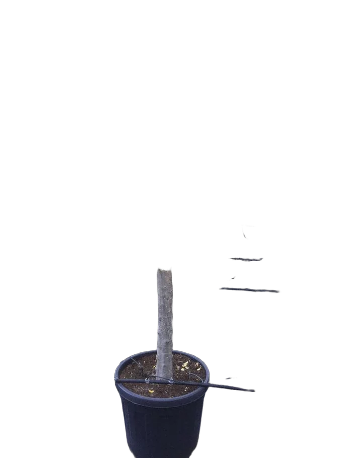 Оливковое дерево, маслина европейская - Olea europaea D45 H220