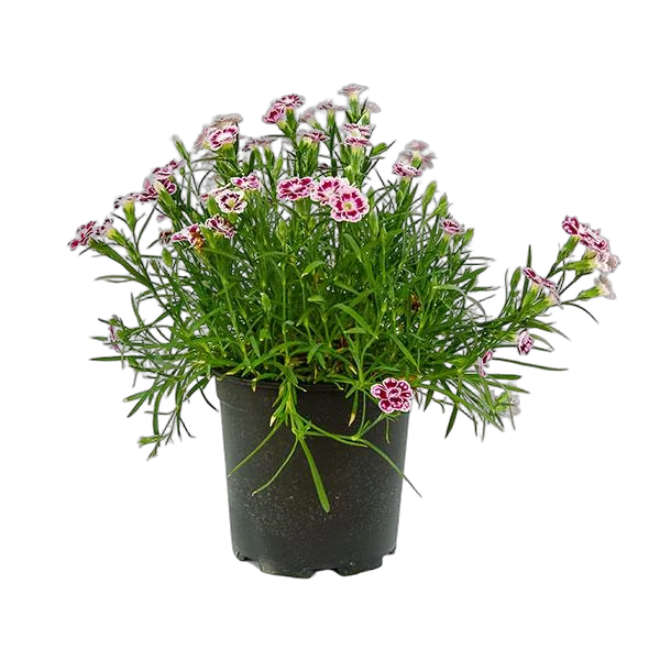 Гвоздика двух цветная - Dianthus D12 H20
