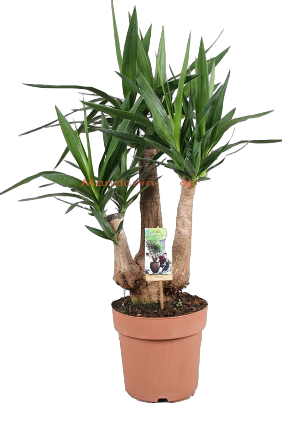 Пальма Юкка слоновая -Yucca elephantipes branched D24 H90