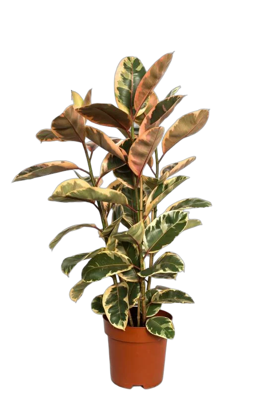 Фикус Эластика Белиз - Ficus Belize D30 H180