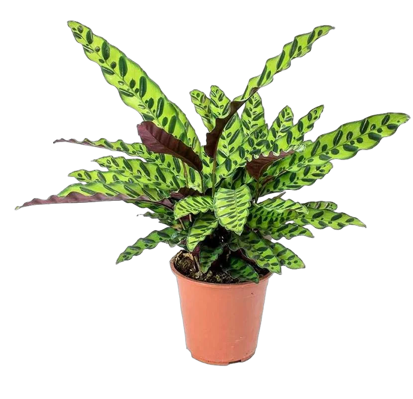 Калатея Лансифолия - Calathea Lancifolia D14 H45