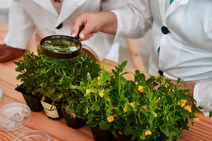 Лечение растений