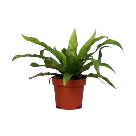 Асплениум - Asplenium Antiquum D12 H25