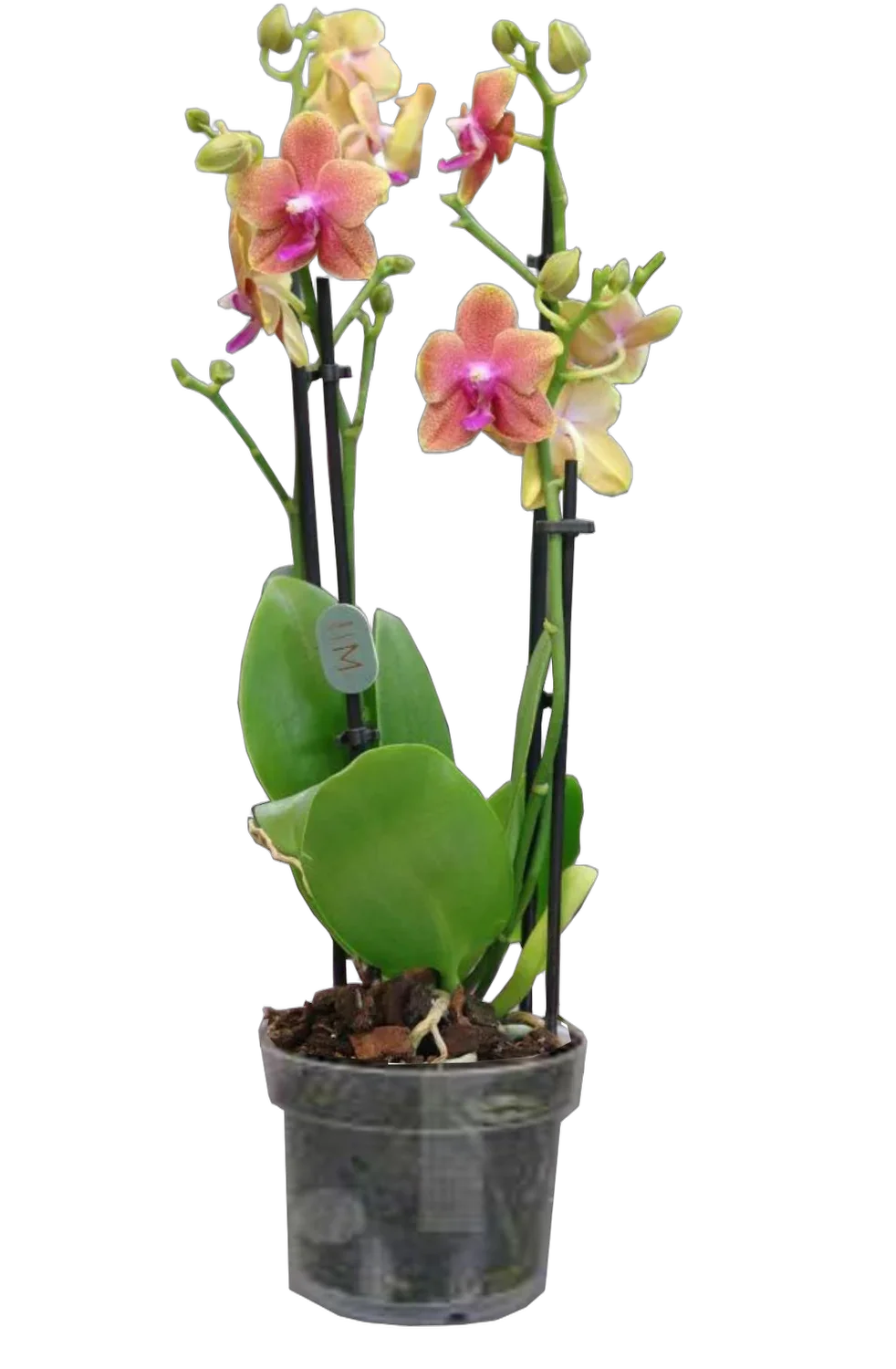 Фаленопсис арома бронзовый будда 2 цветоноса - Phalaenopsis Bronze Buddha D12 H25