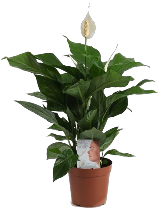 Спатифиллум Шопен - Spathiphyllum D12 H50