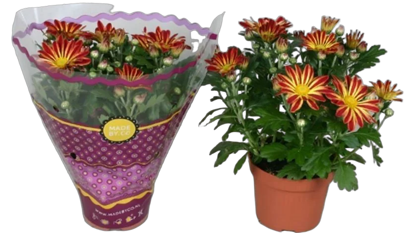 Хризантема рубиновая - Chrysanthemum Robinho Red D9 H20