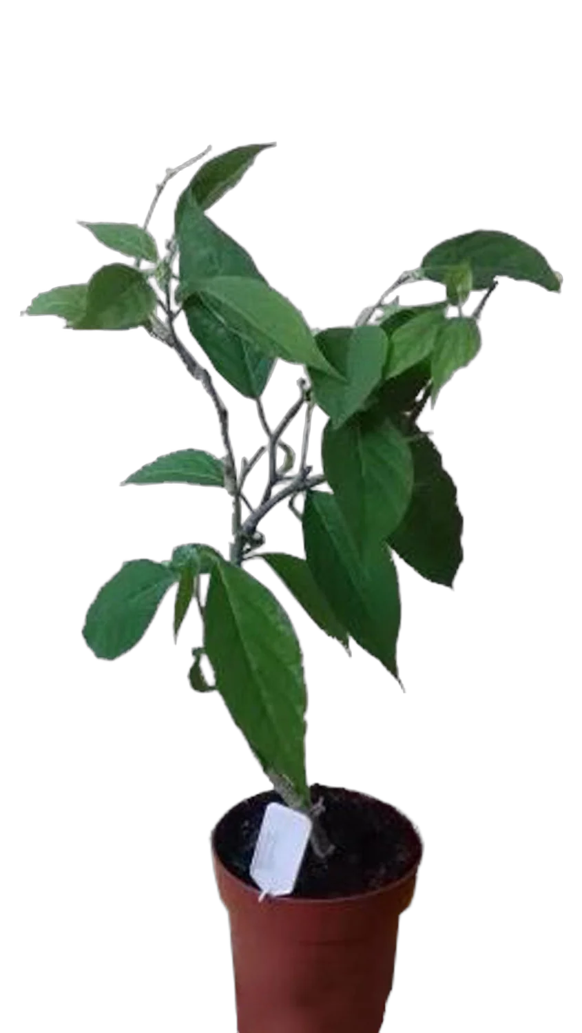 Иланг-Иланг или Кананга - Cananga odorata D14 H40