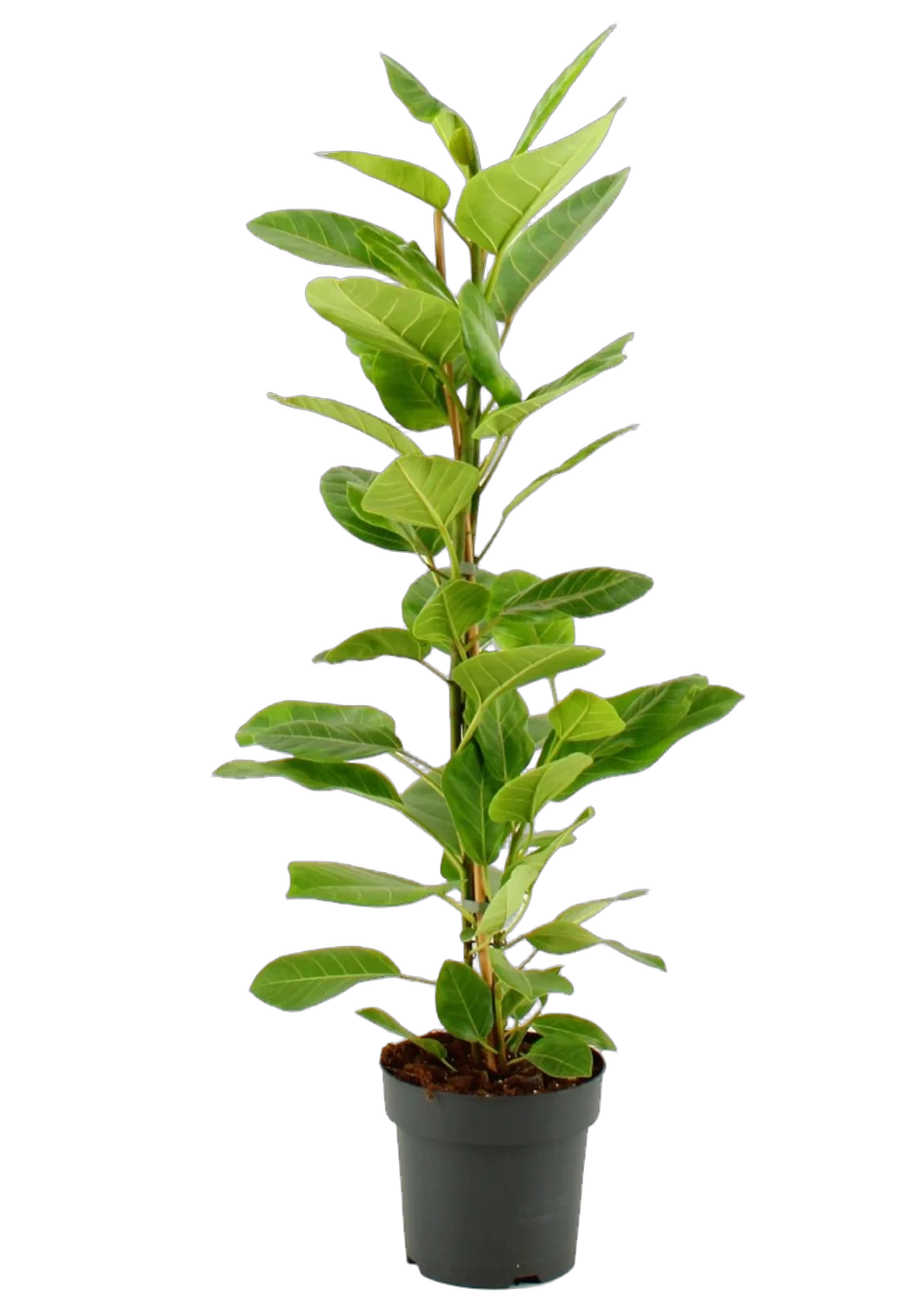 Фикус Высочайший, Альтиссима - Ficus altissima D21 H105