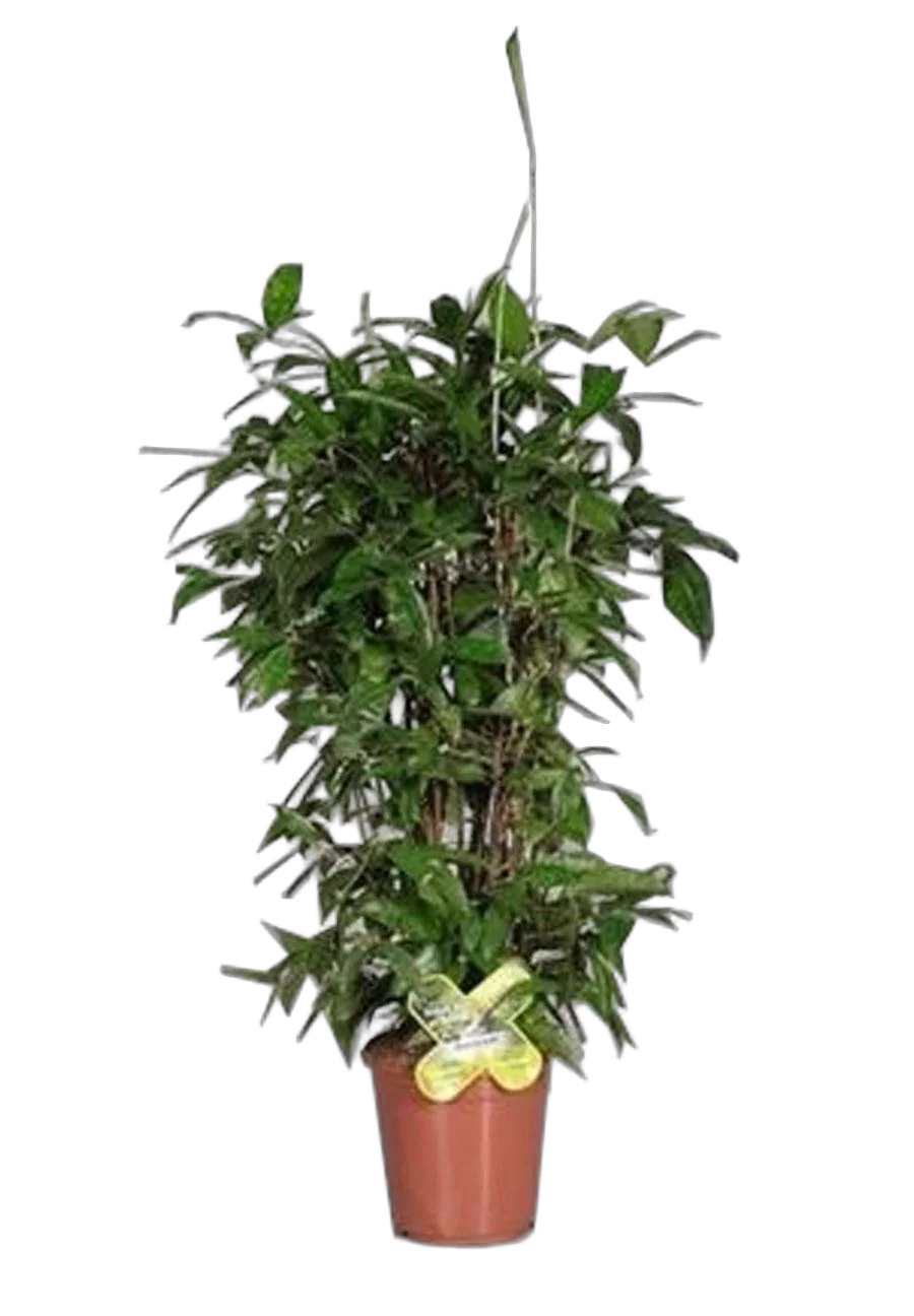 Драцена Годзеффа (Суркулоза) бранч - Drac Surculosa Branched (decorum) D21 H110