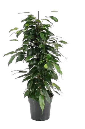 Фикус Бенджамина Даниэль - Ficus Benjamina Danielle D17 H70