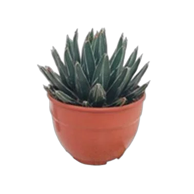 Агава королевы Виктории - Agave Victoriae-reginae D21 H35