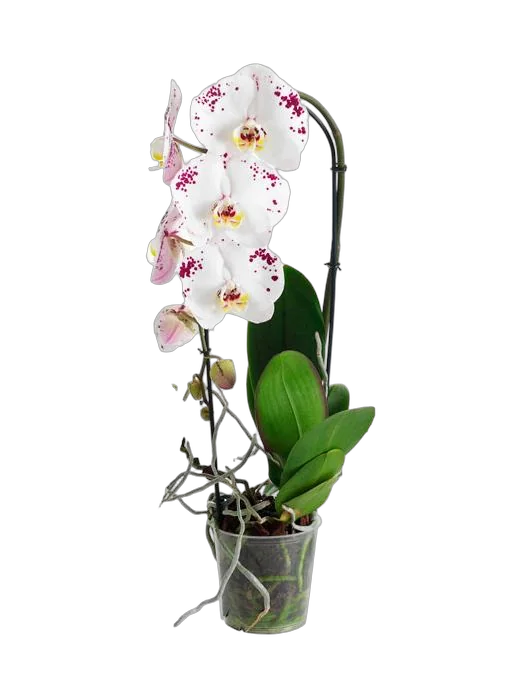 Каскадный фаленопсис - Phalaenopsis Cascade Anthura marbella D12 H60