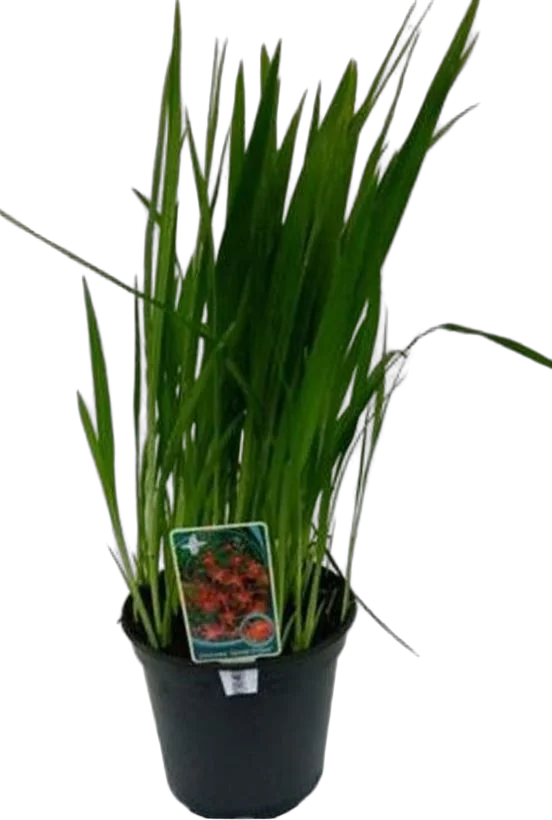 Крокосмия Кармин Бриллиант ораньжевая - Crocosmia Carmine Brilliant D18 H70