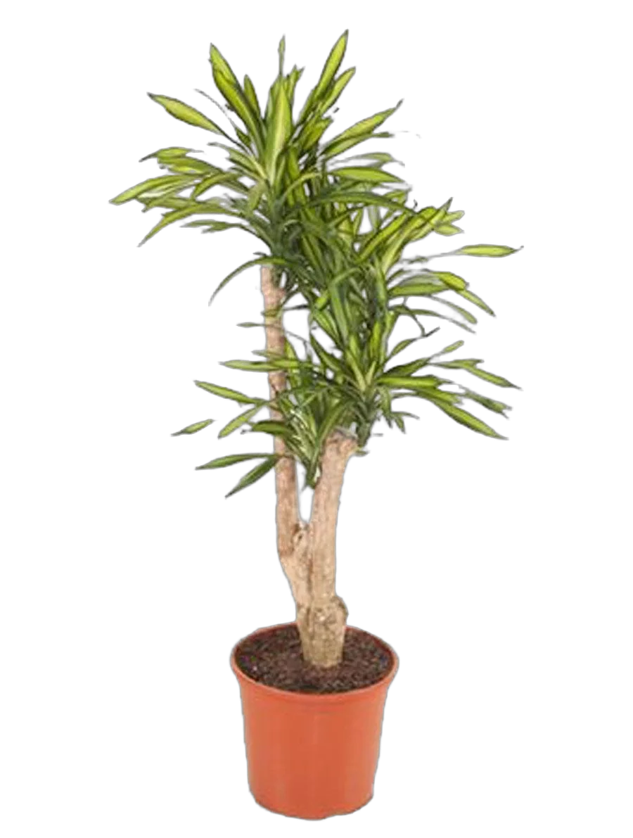 Драцена душистая Рики бранч - Dracaena fragrans Riki Branched D32 H120
