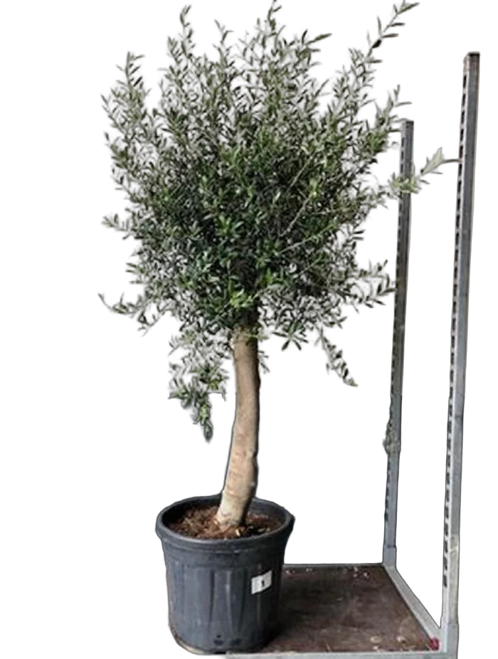 Оливковое дерево, маслина европейская штамб - Olea Op Stam D40 H170