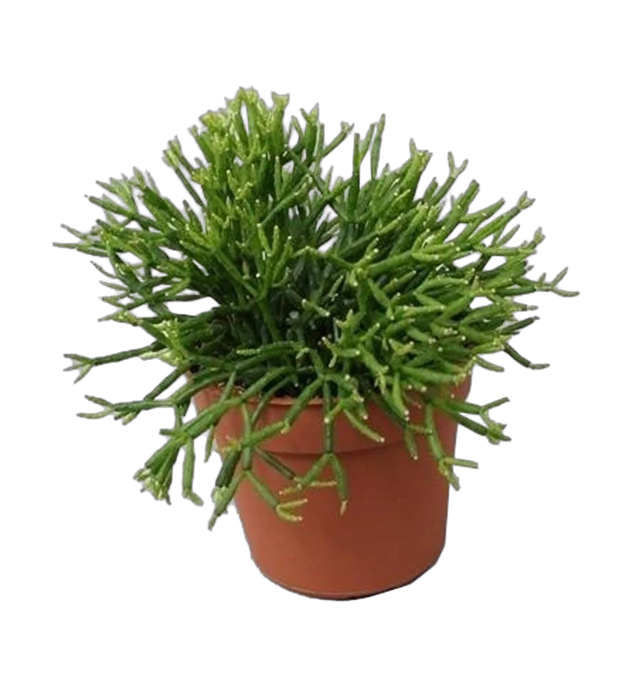 Хатиора саликорниевидная - Hatiora salicornioides D12 H15