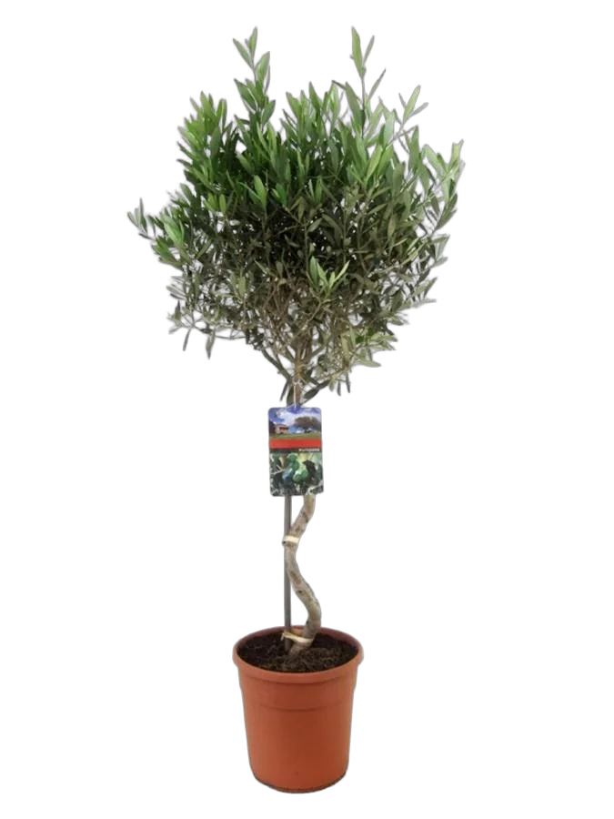 Оливковое дерево, маслина европейская спираль - Olea europaea D24 H110