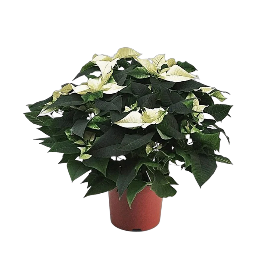 Пуансеттия (молочай красивейший) белый - Euphorbia pulcherrima D12 H30