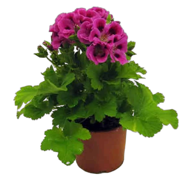 Герань (пеларгония) пурпурная - Pelargonium D9 H15