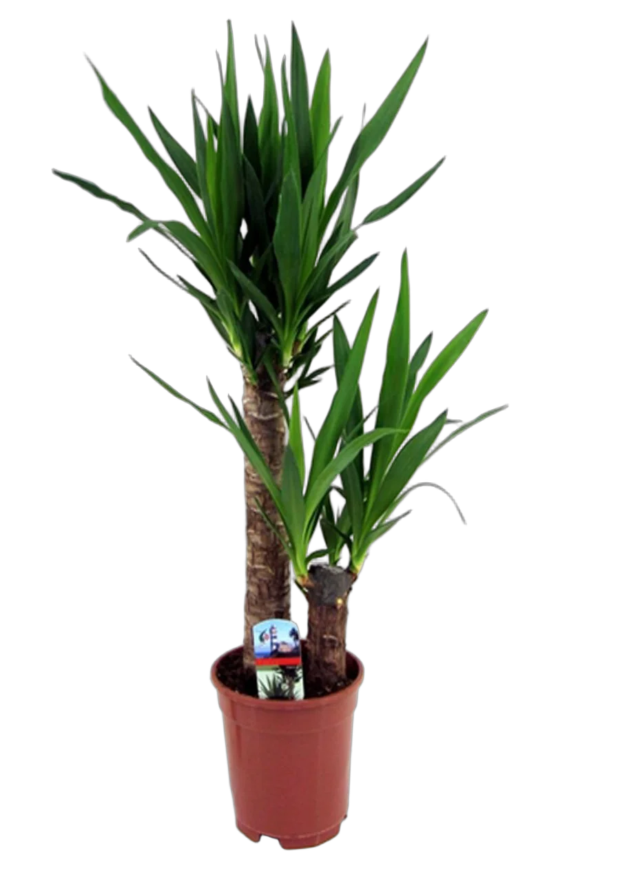 Пальма Юкка 2 ствола - Yucca D30 H130