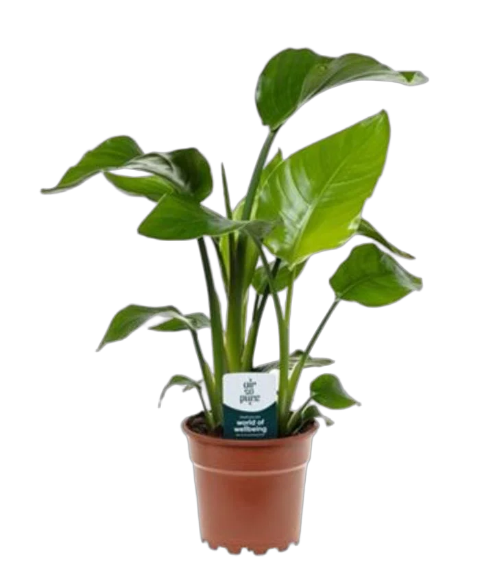 Стрелиция Николай - Strelitzia Nicolai D17 H65