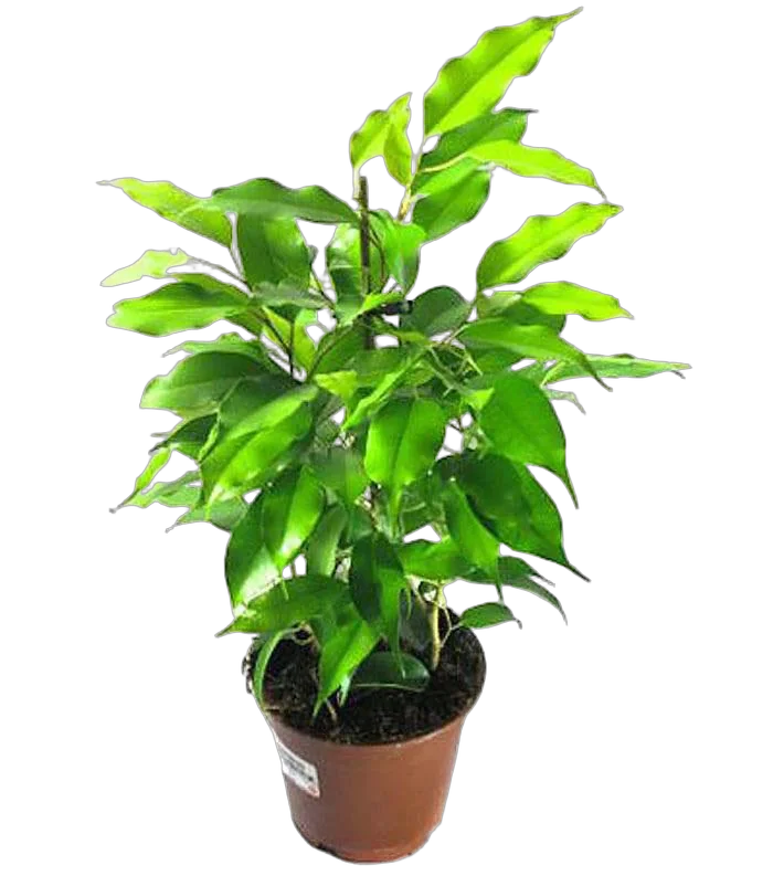 Фикус Бенджамина Голден Моник - Ficus benjamina Golden Monique D14 H45