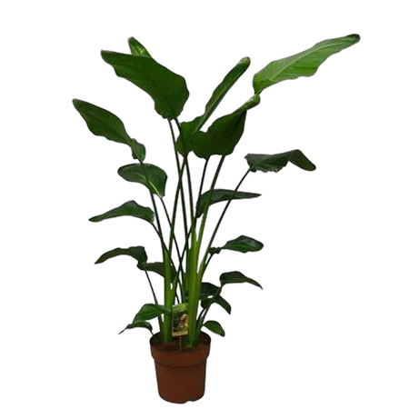 Стрелиция Николай - Strelitzia Nicolai D24 H140