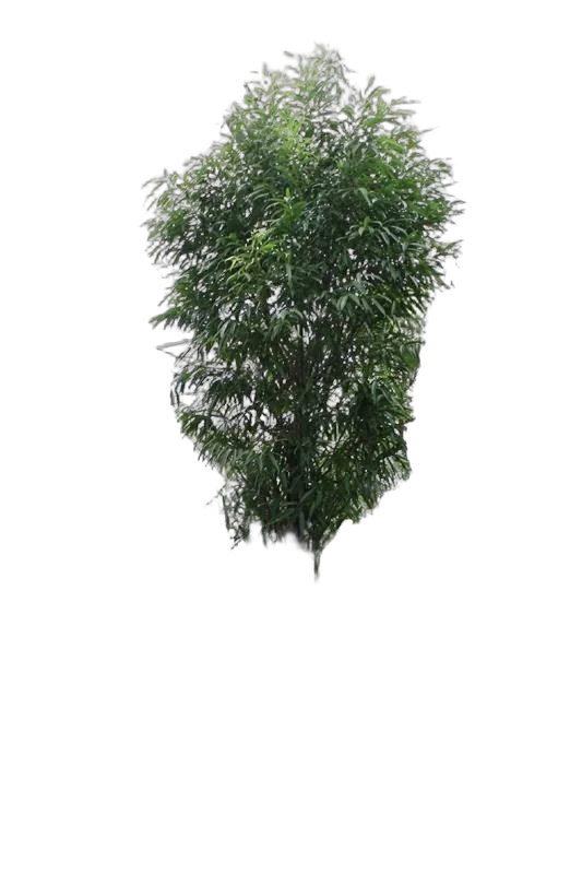 Фикус Биннедика Али - Ficus binnendijkii Alii D96 H575