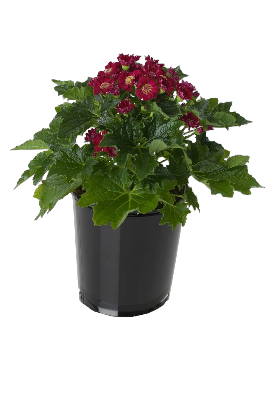 Крестовник (циннерария) Кровавая - Senecio cruentus D12 H20