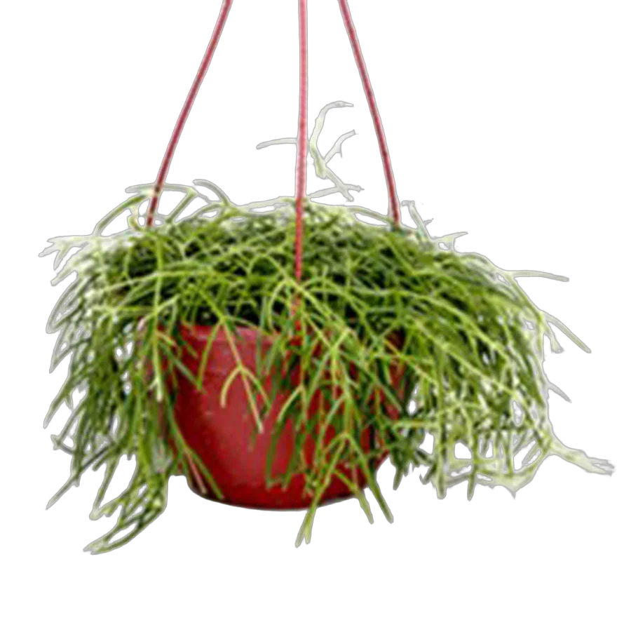 Хойя Линеарис - Hoya linearis hanging D14 H25