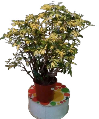 Шеффлера Голд Капелла - Schefflera gold capella D30 H120