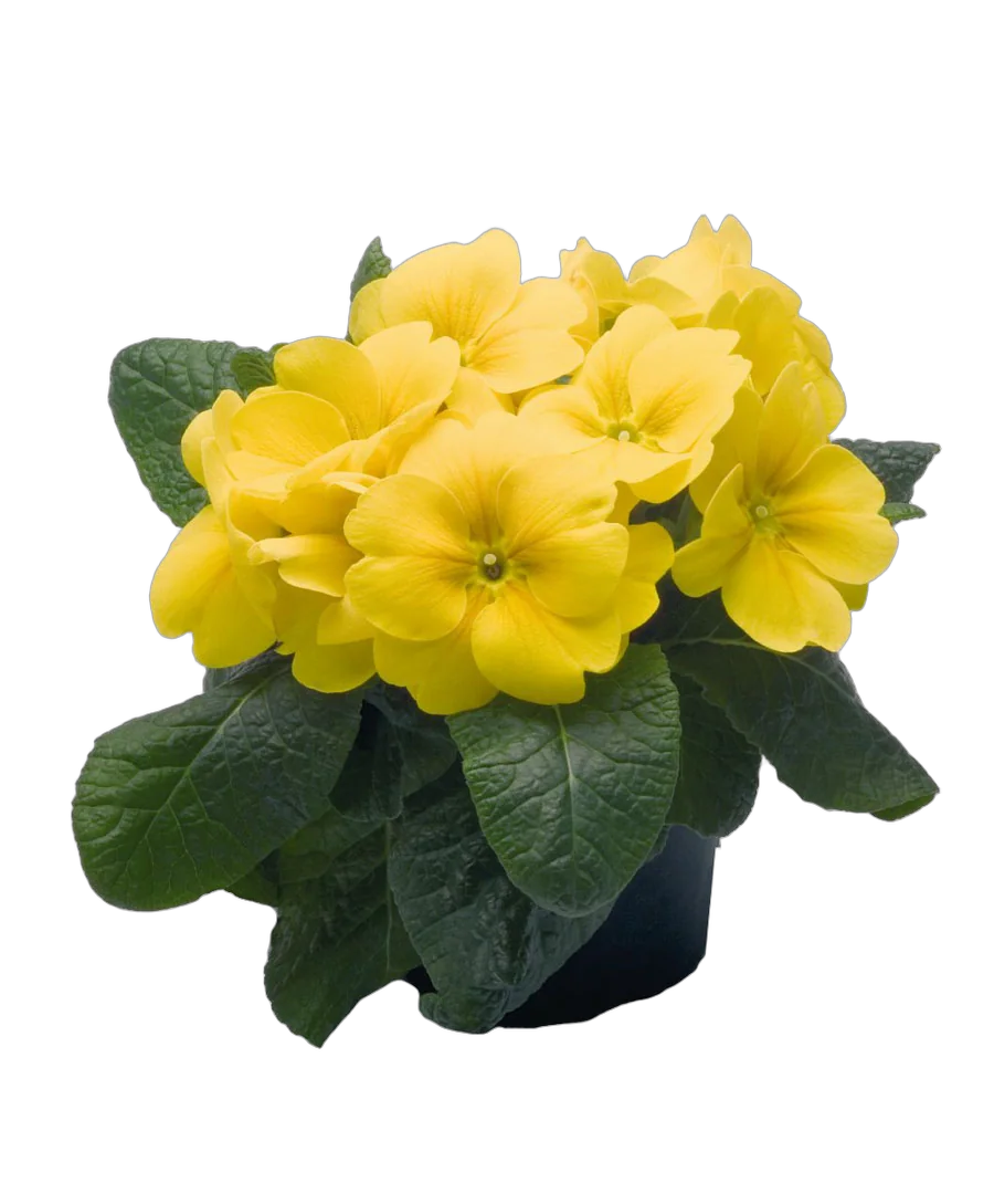 Примула обконика желтая - Primula D9 H15