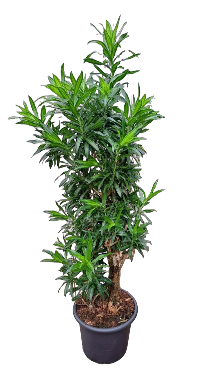 Драцена Рефлекса Сонг оф Ямайка D45 H200