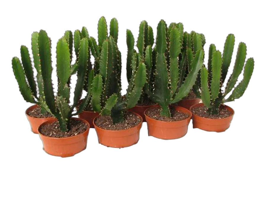 Эуфорбия Триангуларис - Euphorbia triangularis D13 H35
