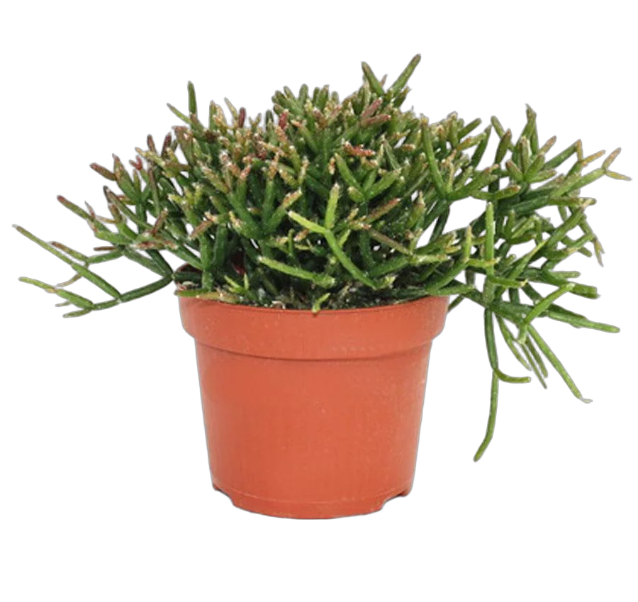 Рипсалис цереусовидный (цереускула) - Rhipsalis cereuscula D9 H15