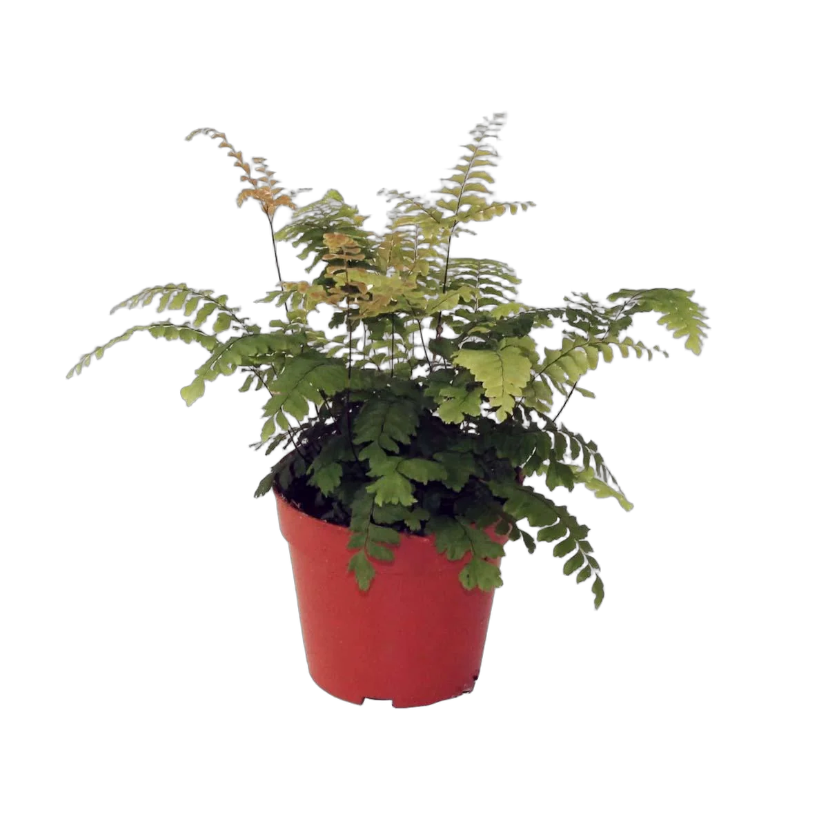 Адиантум Бронз Венус - Adiantum hispi. 'Bronze Venus' D12 H30